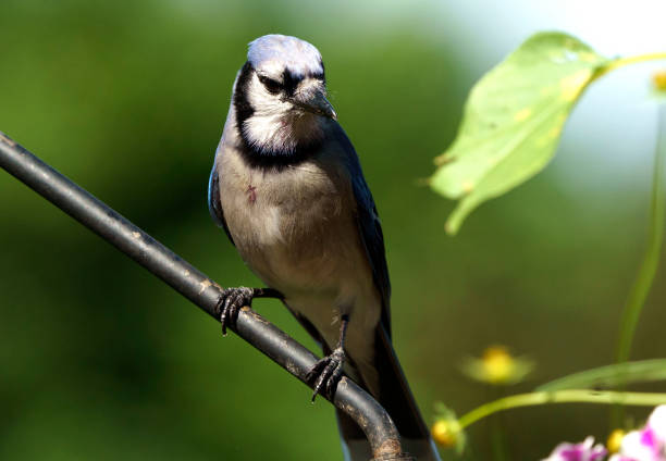 istock Bluejay on a slanting metal bar 1404116050