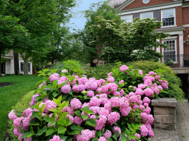 istock pink hydrangea flowers in front of house 1404118048