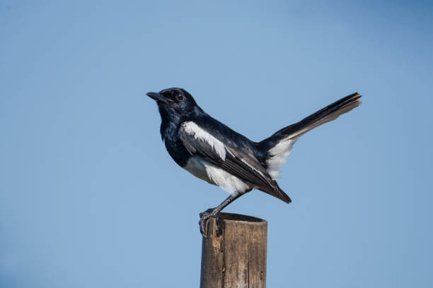 istock Oriental Magpie Robin sits on a stick, seen in India. 1404118159