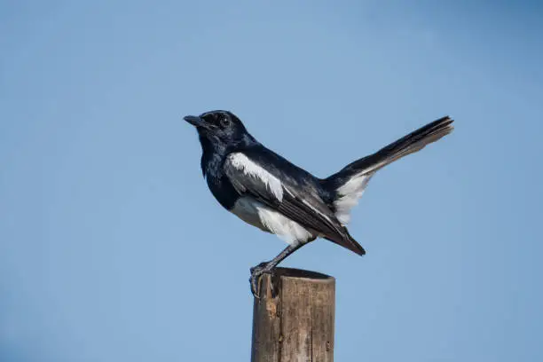 Photo of Oriental Magpie Robin sits on a stick, seen in India.