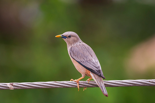 Chestnut-tailed Starling perched on an electric wire with green background, seen in a India.