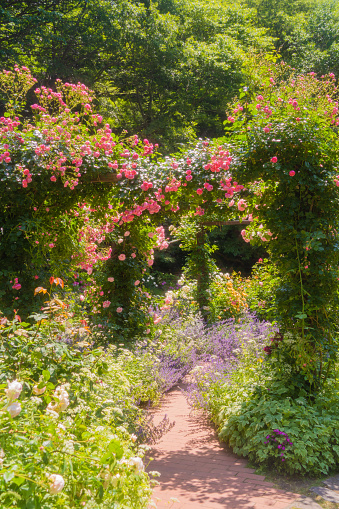Lush summer English garden trellis with clematis and roses.