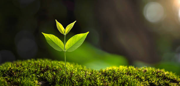 istock Small tree growing with sunshine in garden. eco concept 1404120093