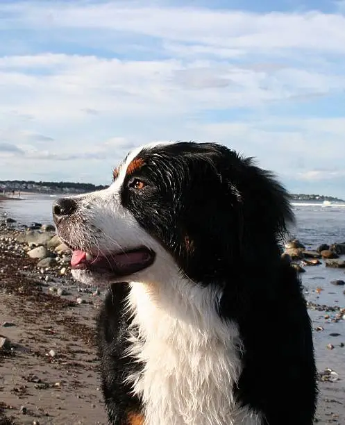 Wet Bernese Mountain Dog looking into the sunlight at the beach.