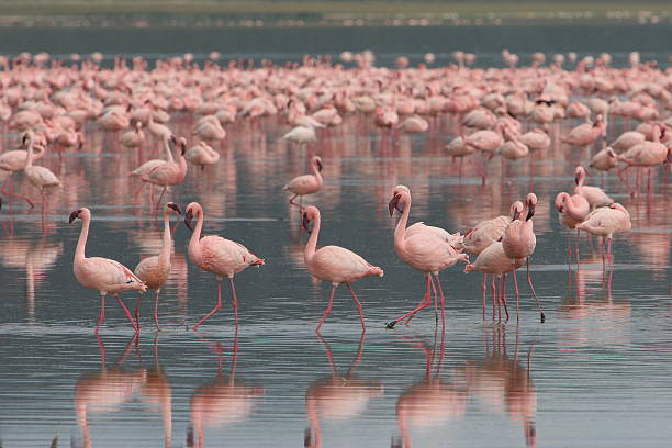 istock Pink Flamingos - Kenya 140412024