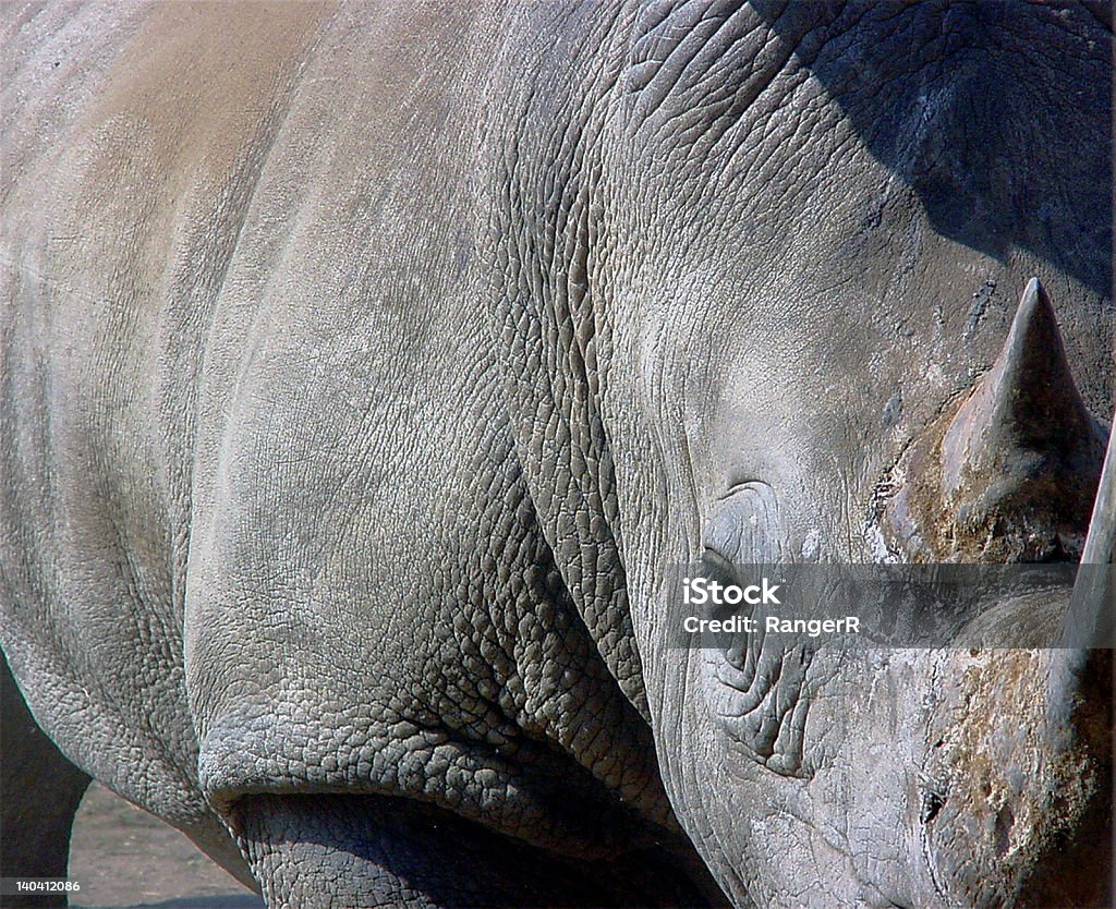 Close-up of White Rhinocerous Национальный парк Крюгера Южная Африка - Стоковые фото Африка роялти-фри