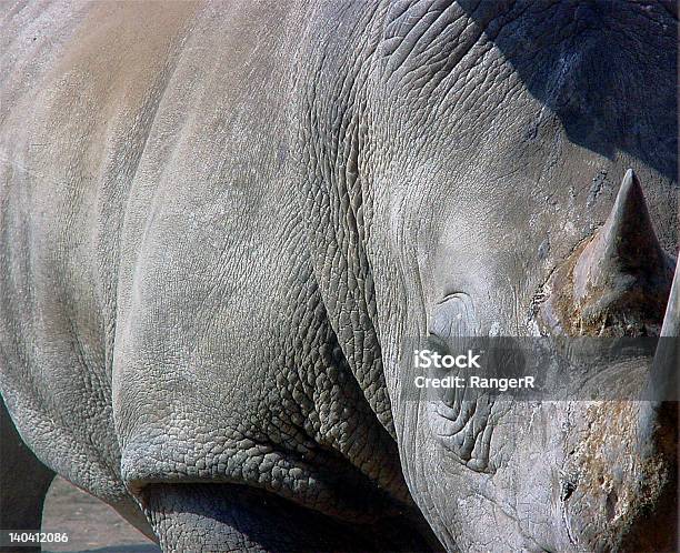 Closeup Of White Rhinocerous Национальный Парк Крюгера Южная Африка — стоковые фотографии и другие картинки Африка