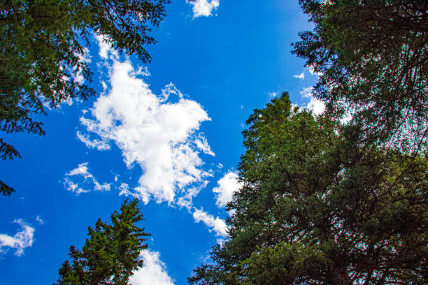 istock Forest in summer in the mountains 1404120956