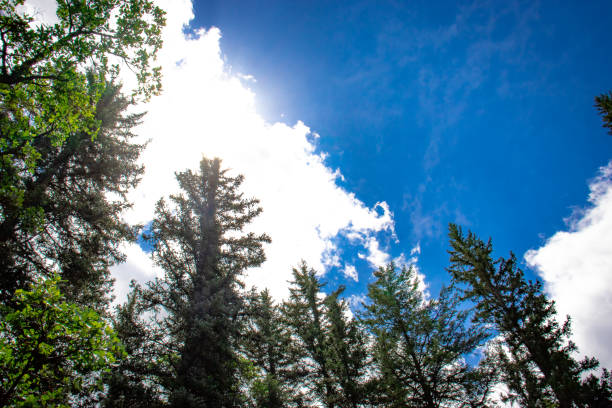 istock Forest in summer in the mountains 1404120958