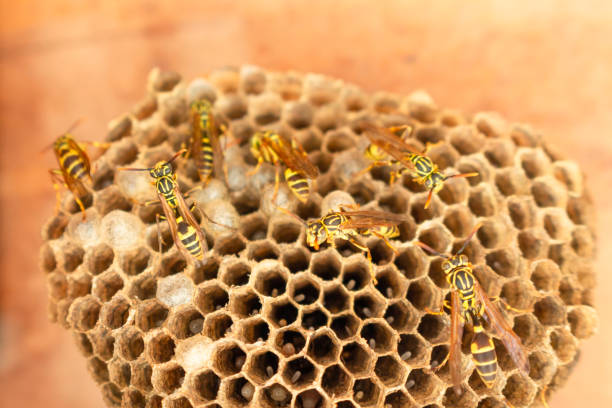 istock Bees on the honeycomb of the hive 1404121203