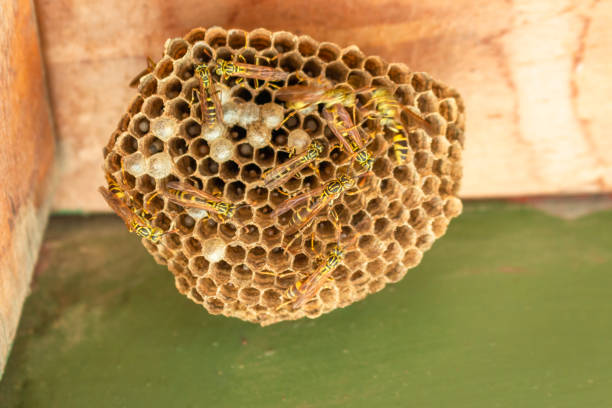 istock Bees on the honeycomb of the hive 1404121223