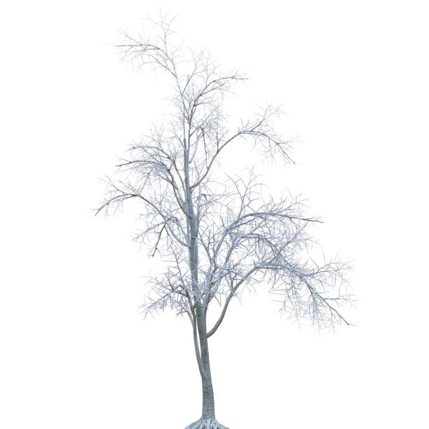 istock Winter tree in the snow isolated on white background 3d illustration 1404121786