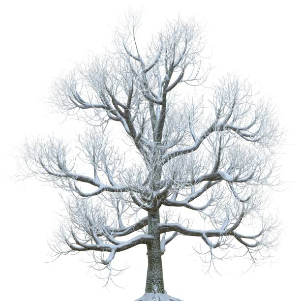 istock Winter tree in the snow isolated on white background 3d illustration 1404121816
