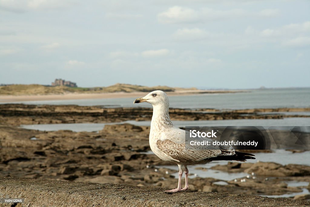 Seagul Northmbrian 해안선을 따라 - 로열티 프리 0명 스톡 사진