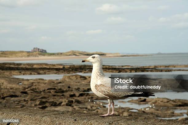 Northmbrian Seagul Na Costa - Fotografias de stock e mais imagens de Ao Ar Livre - Ao Ar Livre, Atlântico Central EUA, Ave marinha