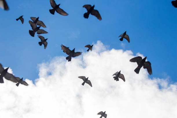 istock Dove flying in the sky 1404122953