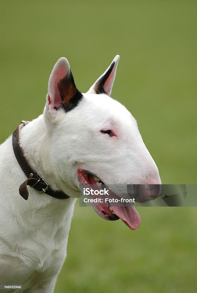 bull terrier Bullterrier portrait, white at green  Animal Stock Photo