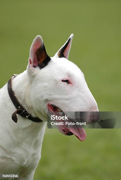 Bull Terrier Stock Photo - Download Image Now - Animal, Animal Body Part, Animal Head