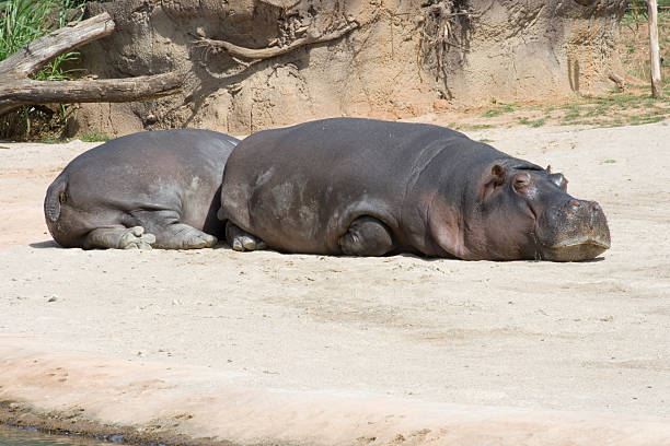 hippo stock photo