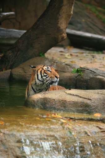 Until 2004, there were eight conventional classification of tigers. However, a test of the DNA of more than 130 tigers and tiger pelts raised sufficient evidence to classify the tigers in Malaysia a separate sub-species. Hence, the Malayan Tiger was 