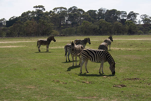 zebra stock photo