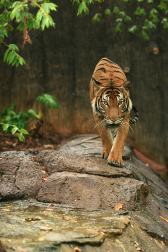 Close-up of tiger stalking its prey hiding behind a bush
