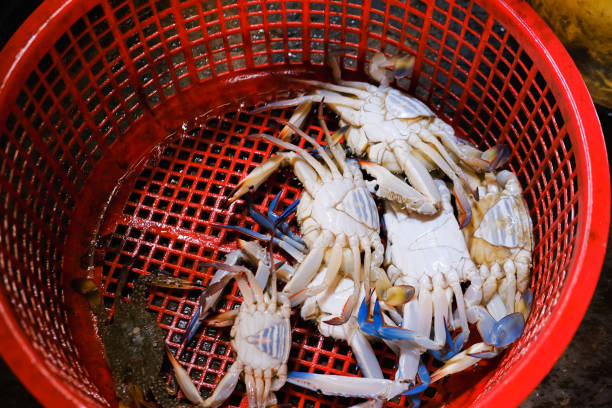 istock Fresh raw blue crab seafood in basket 1404127033