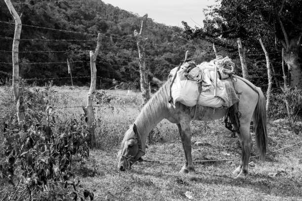 istock Dramatic black and white image of a farm work horse loaded and packing agricultural tools high in the Caribbean mountains of the Dominican Republic. 1404127786