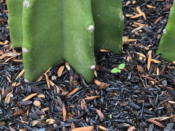 istock beautiful light green color cactus photo 1404130352