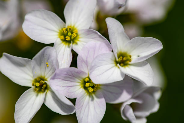 istock Cardamine pratensis growing in meadow, close up shoot 1404131191