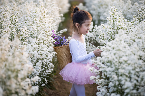 Asian little girl wear a magic ballet fairy costume in beautiful white of margaret flowers field.