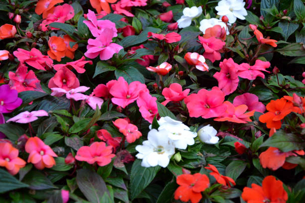 Impatiens walleriana flowers. Beautiful fresh flowers. Summer nature. Garden, park or wild nature plant. stock photo