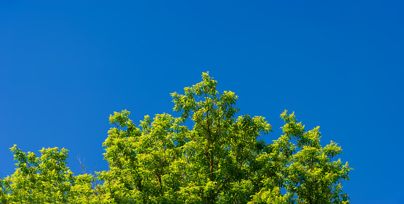 Branches and bright green foliage of a tree against a blue sky. Web banner.