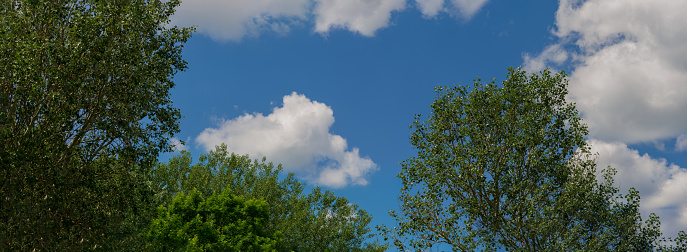 Branches of a tree against the background of clouds on a blue sky on a sunny day. Web banner.