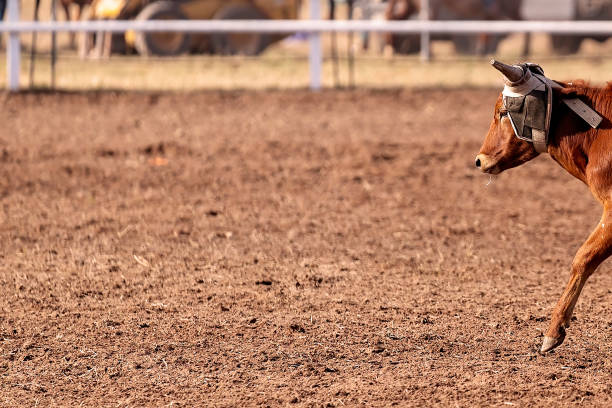 krowa w rodeo camp draft event - draft sports zdjęcia i obrazy z banku zdjęć