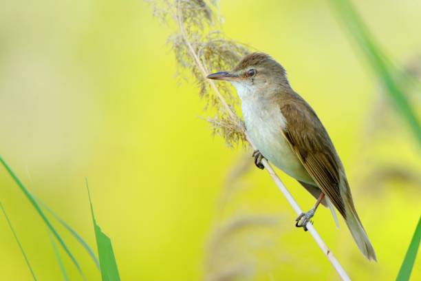Reed warbler backround Beautiful reed warbler song bird sitting on the reed.Wild animal themes.Europe Hungary,2022.06.18. marsh warbler stock pictures, royalty-free photos & images
