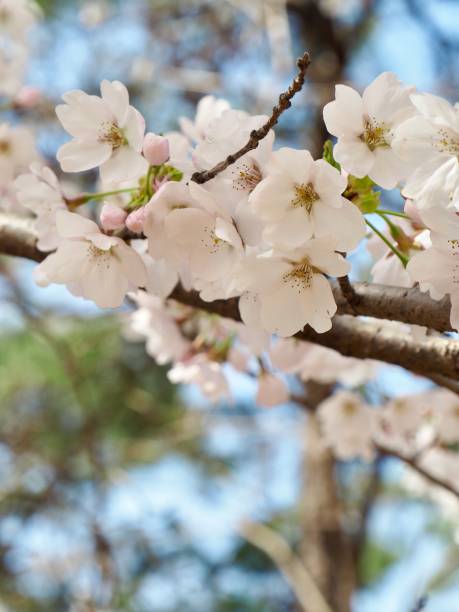 istock Nature cherry blossom, spring, plant 1404141006