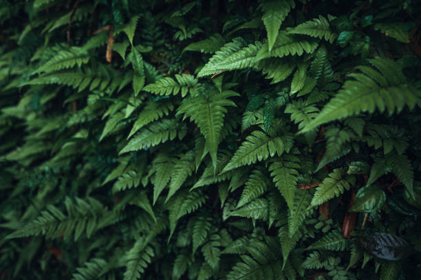 rainy season,Dark green leaves nature background