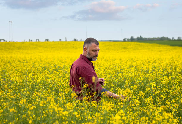 istock Middle age farmer standing in rapeseed field examining crop. 1404142410