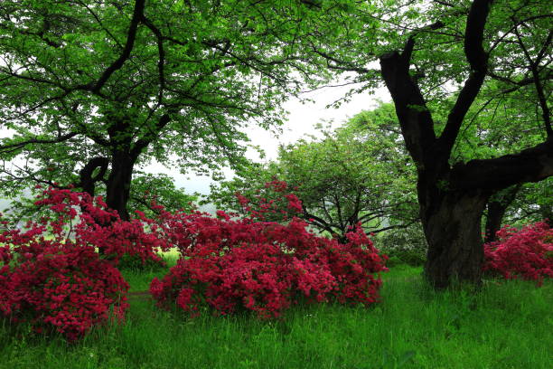 istock Fresh green and azaleas in full bloom 1404143193