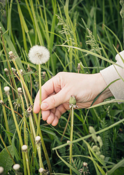 istock a woman's hand plucks a fluffy dandelion in a meadow 1404143303