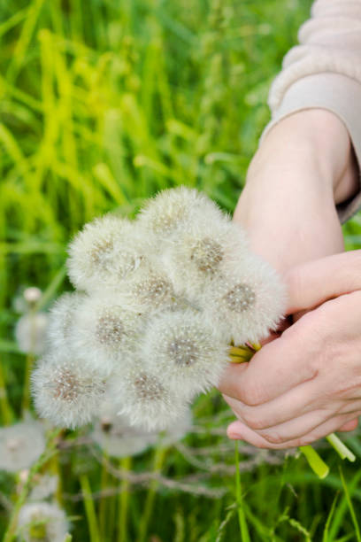 istock a woman's hand plucks fluffy dandelions in a meadow 1404143307