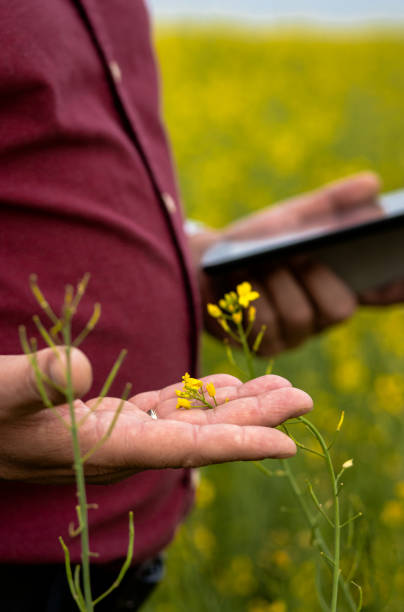 istock Middle age farmer standing in rapeseed field examining crop. 1404143308