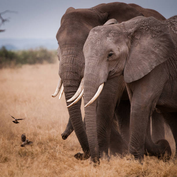 istock African Elephant in Amboseli National Park, Kenya 1404144045