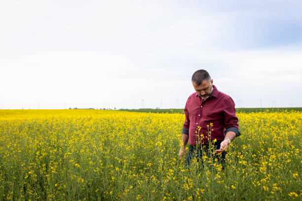 istock Middle age farmer standing in rapeseed field examining crop. 1404144153