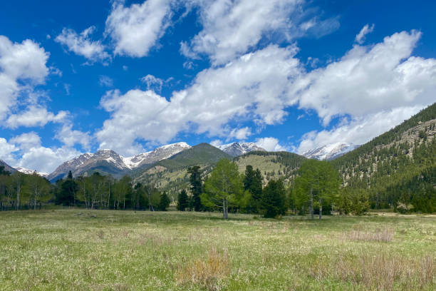 Alpine Meadow in Rocky Mountain National Park stock photo