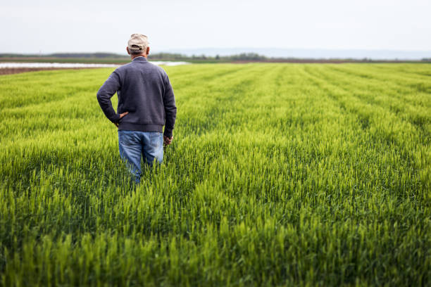 istock Senior farmer standing in barley field examining crop. 1404145166