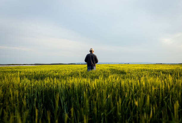 istock Senior farmer standing in barley field examining crop. 1404145245