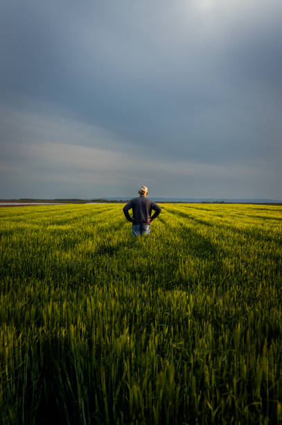 istock Senior farmer standing in barley field examining crop. 1404145311