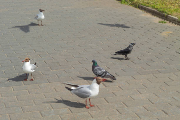 istock There is one crow, pigeons and seagulls on the asphalt 1404145405